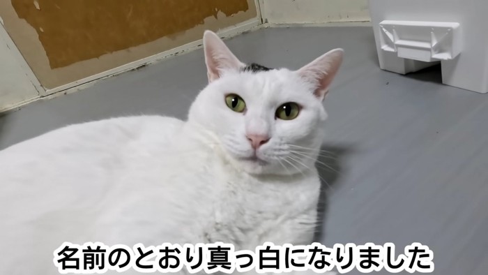 猫の顔