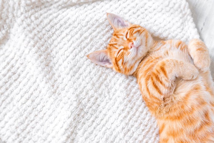 タオルケットの上で眠る猫