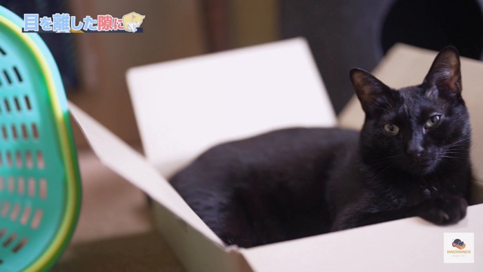 箱の中の黒猫