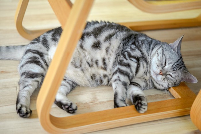 椅子の下で気持ち良さそうに眠る猫
