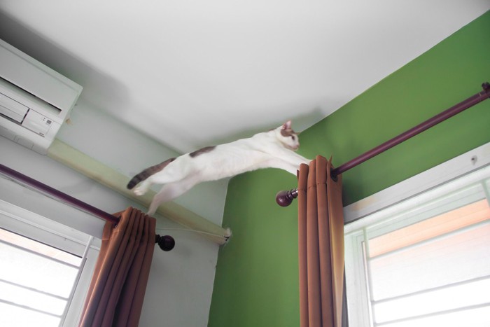 カーテンレールの上をジャンプする猫