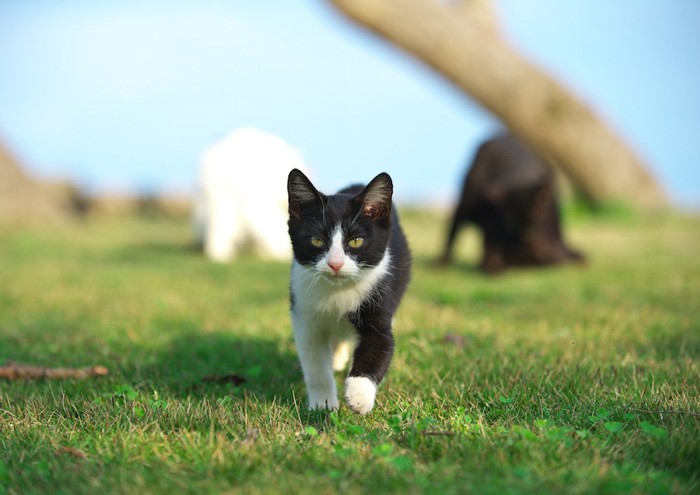 芝生の上を歩く子猫