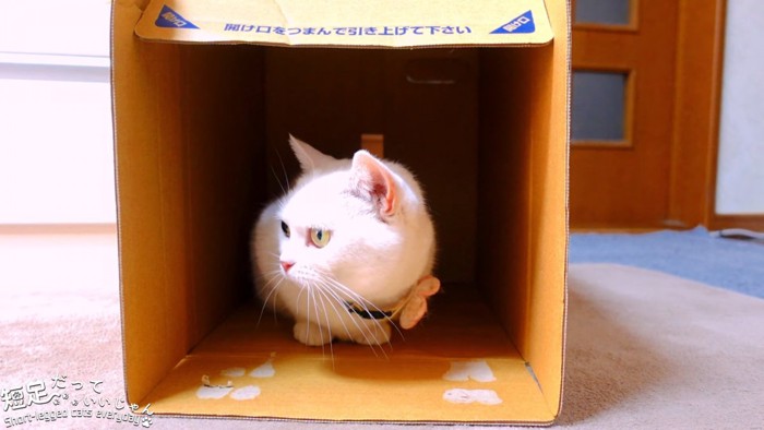 箱に入っている白猫