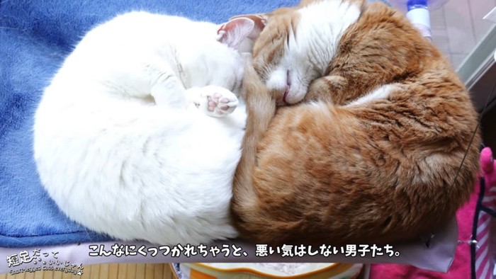 寝ている白猫と茶色の猫