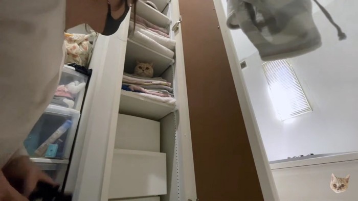 棚の中から様子を伺う猫