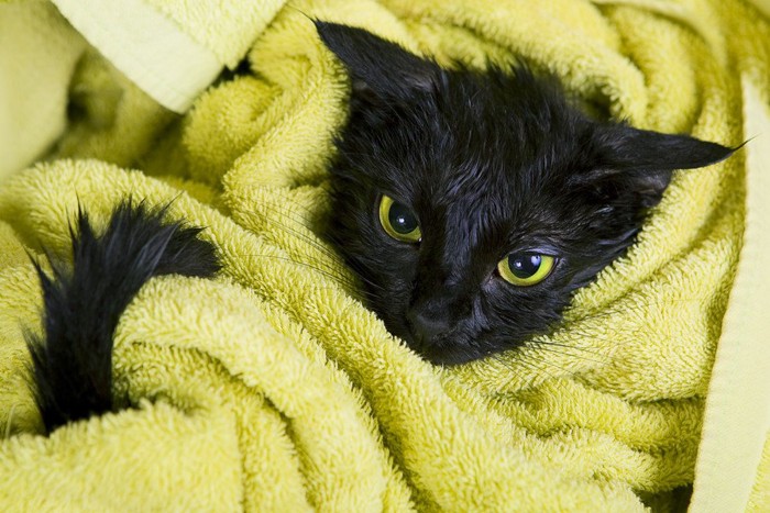 タオルにくるまる黒猫