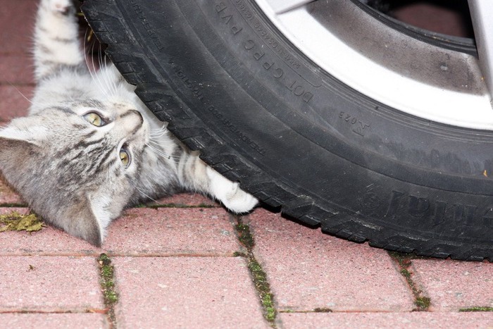 タイヤの下にいる猫
