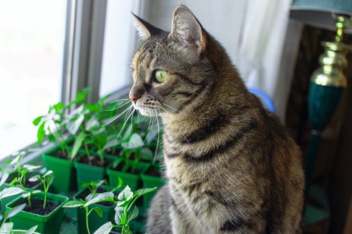 窓辺に置かれた植物の前に座って外を見つめる猫