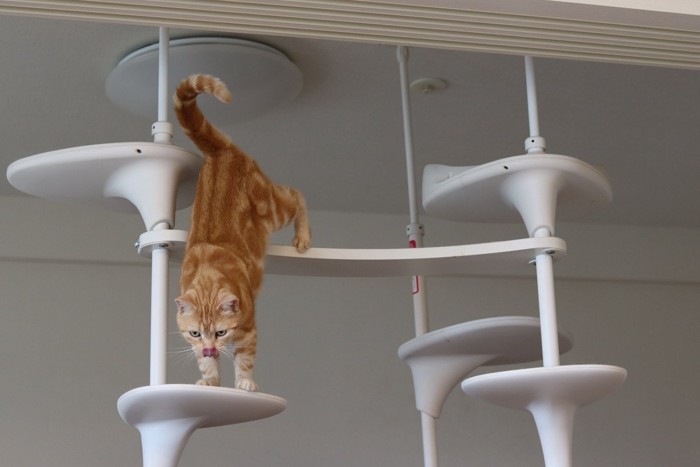 キャットタワーを下る猫