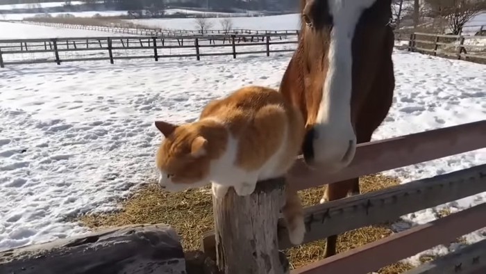 猫のお尻に顔を近づける馬