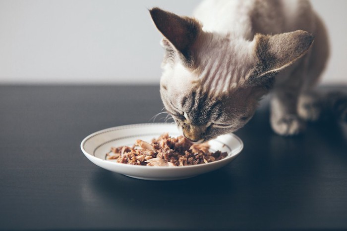 お皿からご飯を食べている猫