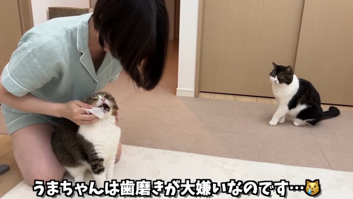 歯磨きされる猫とそれを見る猫