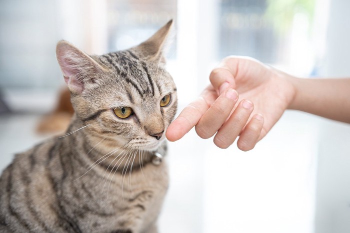 人の手を嗅ぐ猫