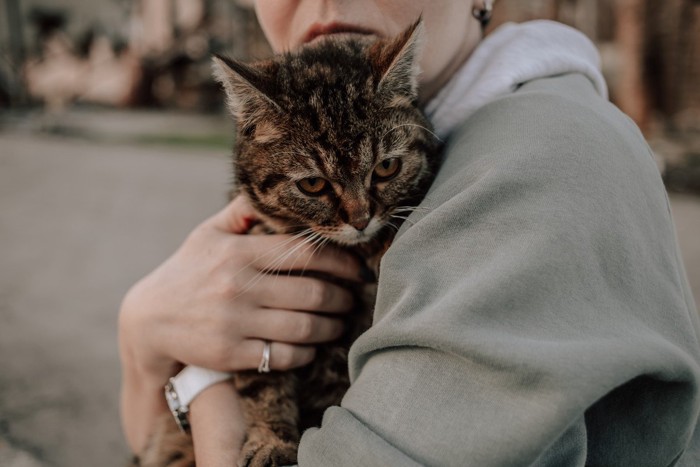 女性に抱かれて避難中の猫