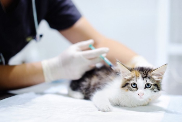 病院でワクチンの接種をする子猫