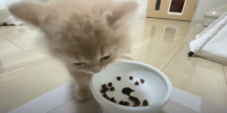 食べる猫
