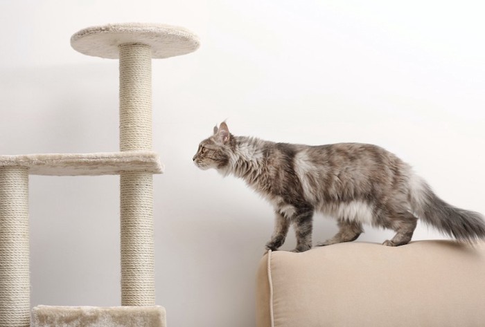ソファーからキャットタワーに飛び移ろうとしている猫
