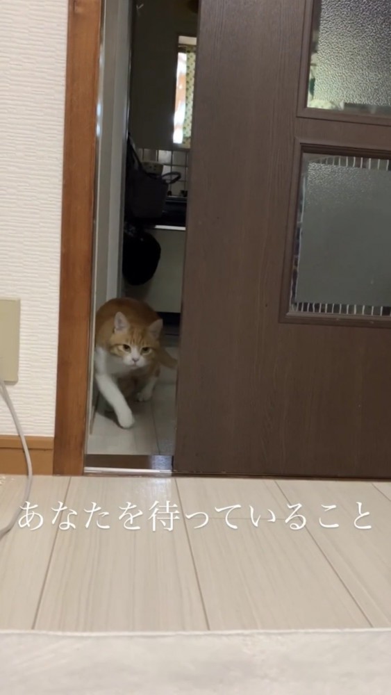 部屋の中を歩く猫