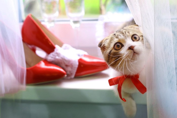 赤い靴と猫