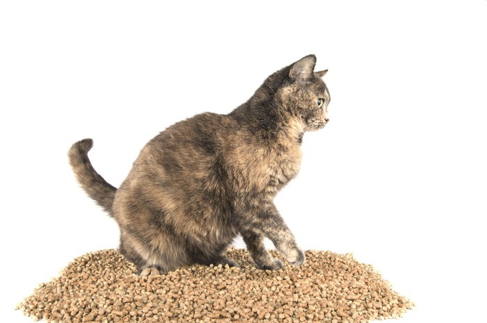 猫砂にしゃがむ猫