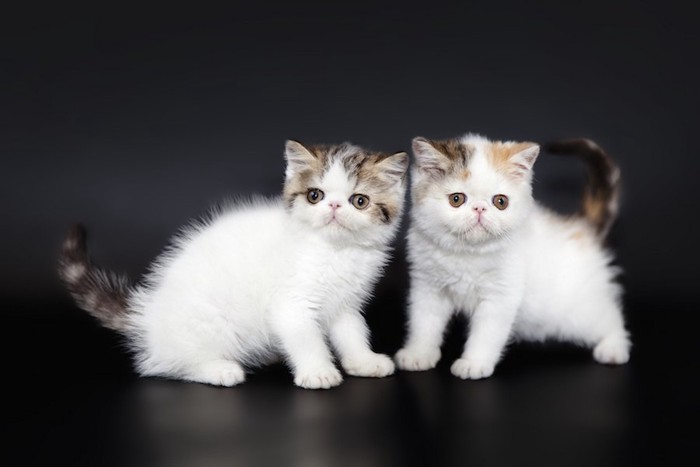 愛くるしい二匹のペルシャの子猫