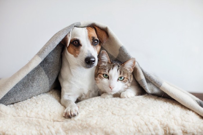 一緒の布団で寄り添ってくつろぐ犬と猫