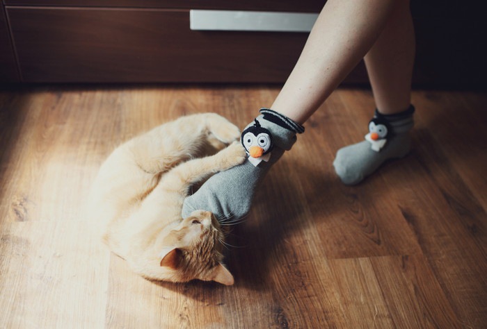 靴下を履いた足と遊ぶ猫