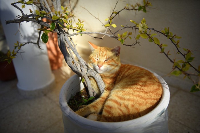 植木鉢の中で寝る猫