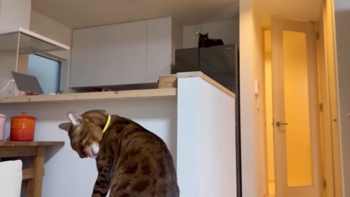 毛づくろいする猫と冷蔵庫の上の猫