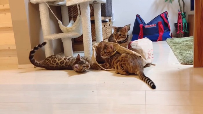 米袋で遊ぶ猫たち