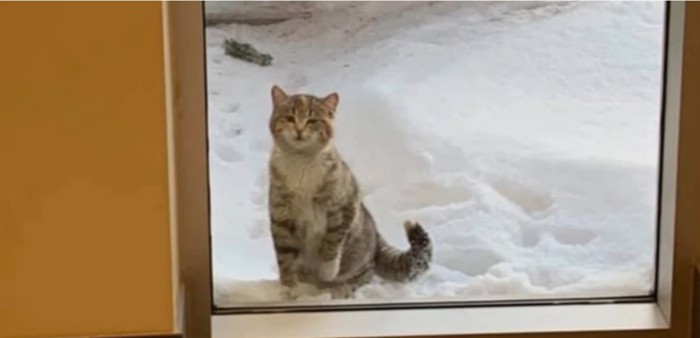 ガラス戸の外に猫