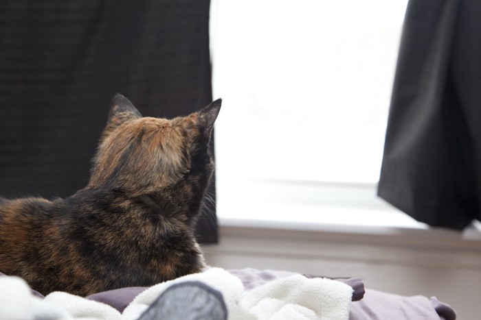 窓の方を見る猫の後ろ姿