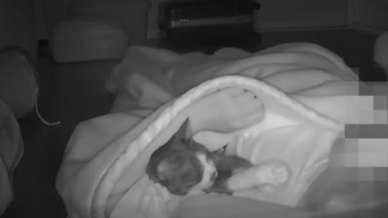 飼い主のベッドで眠る猫