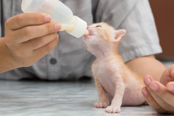 子猫とミルク
