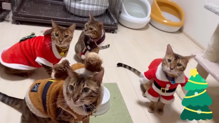 衣装を着た4匹の猫