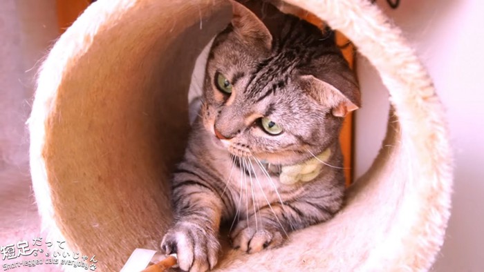 トンネルの中で遊ぶ猫