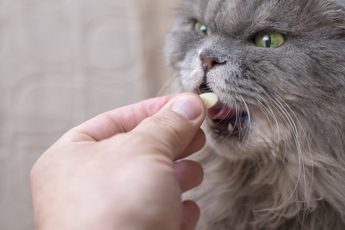 錠剤の薬を飲むグレーの猫