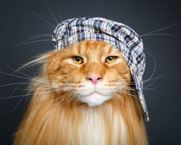 帽子を斜めにかぶった猫