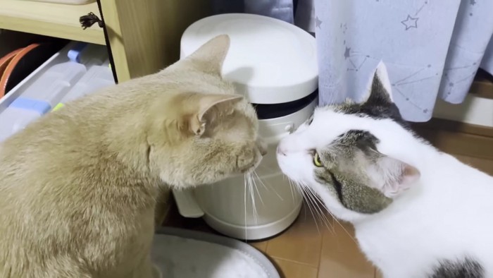 茶色猫と白系猫