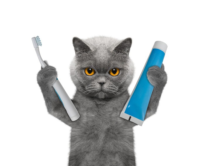 猫と歯ブラシと歯磨き粉