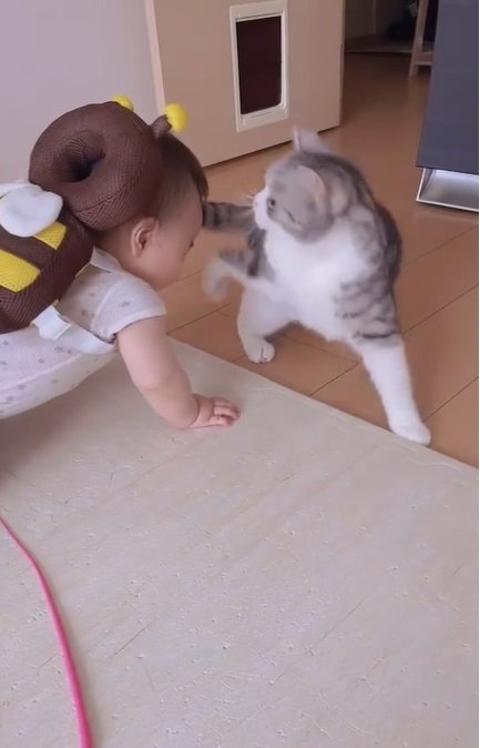 赤ちゃんにパンチをする猫