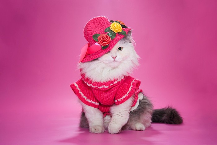 ドレスと帽子の猫