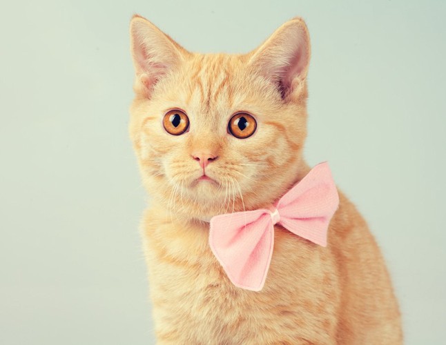 ピンクのリボンをした猫