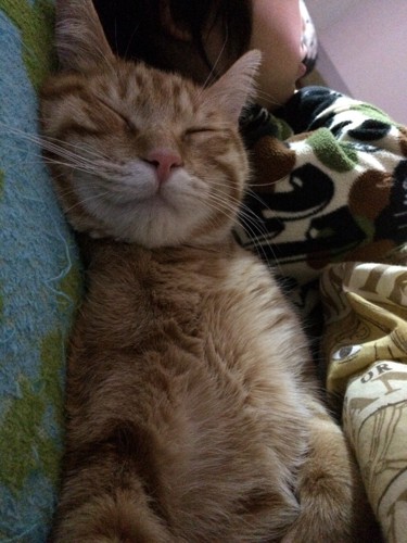 枕を使って眠る猫