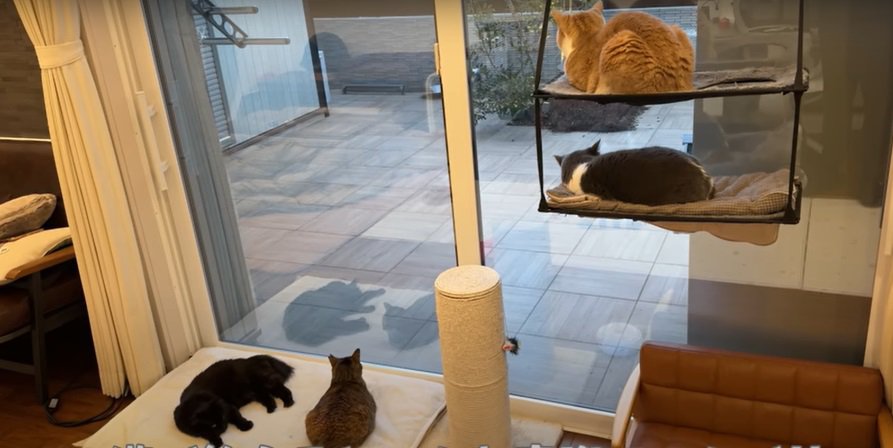窓辺の4匹の猫
