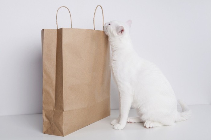 紙袋をのぞく猫