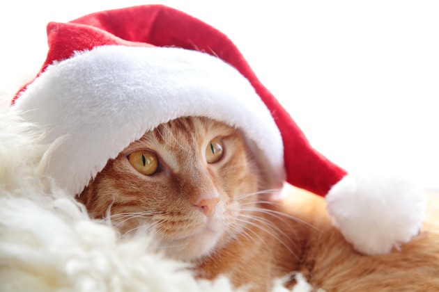サンタクロースの帽子を被った猫