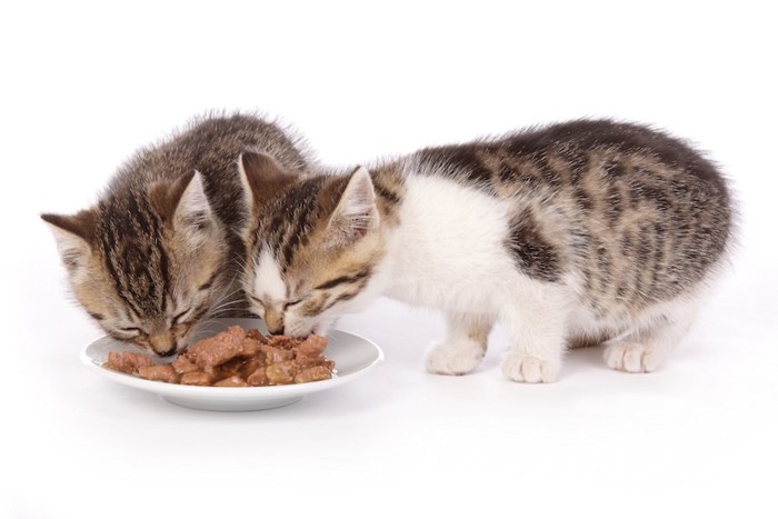 同じお皿で餌を食べる2匹の子猫