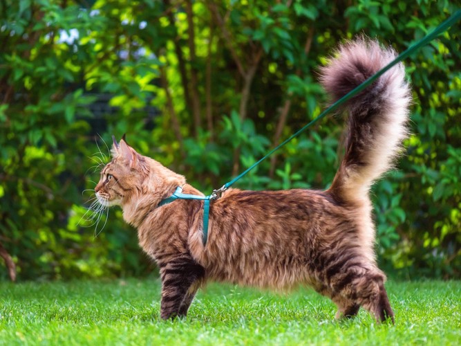 リードをつけて芝生の上を歩く長毛猫