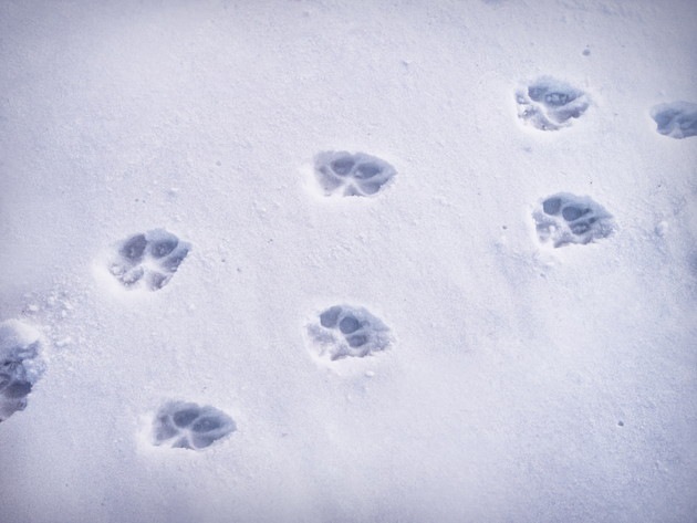 雪についた猫の足跡